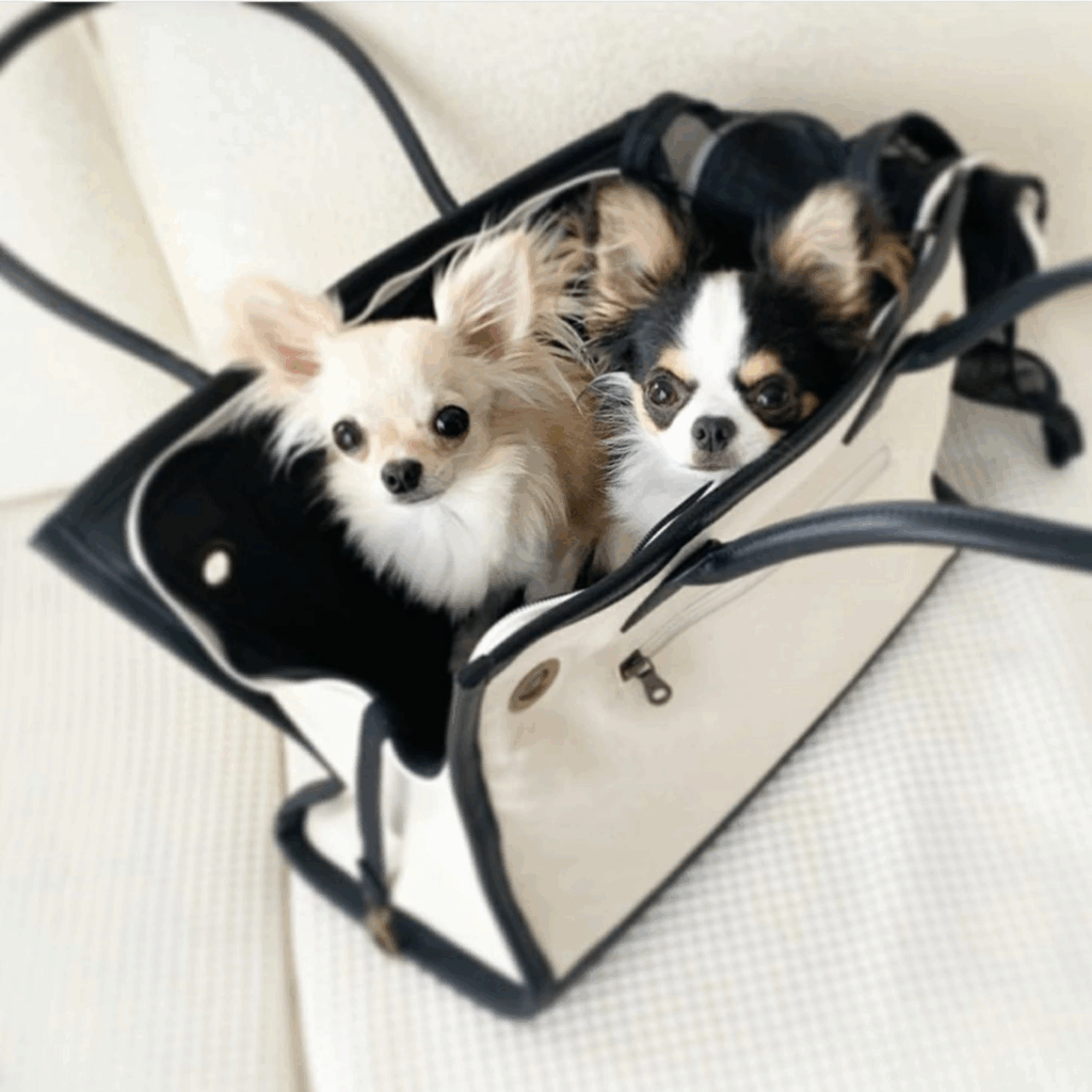 【5kg未満の小型犬に】軽くてかわいい！CITYDOGトートキャリーが人気の理由