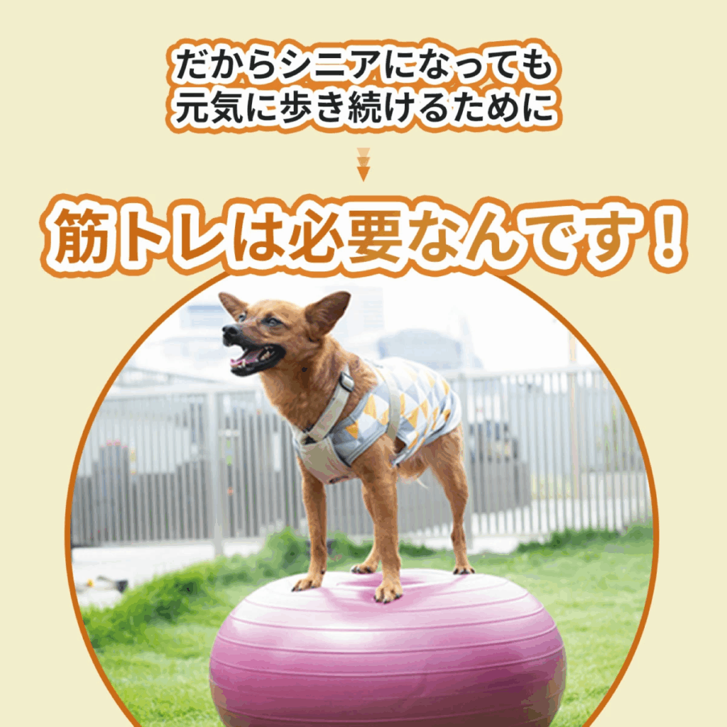 【犬の筋トレ・リハビリ】動物理学療法士開発＆国際認定 アイテムで愛犬の筋トレ＆リハビリ