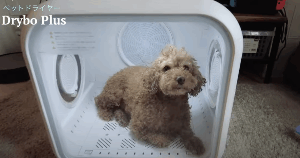 【買ってよかったNo.1】もう乾かすのに疲れない！静音・速乾のペットドライヤー「Drybo Plus」が神すぎた